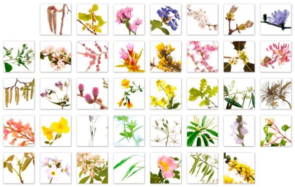 Tabela de Florais de Bach